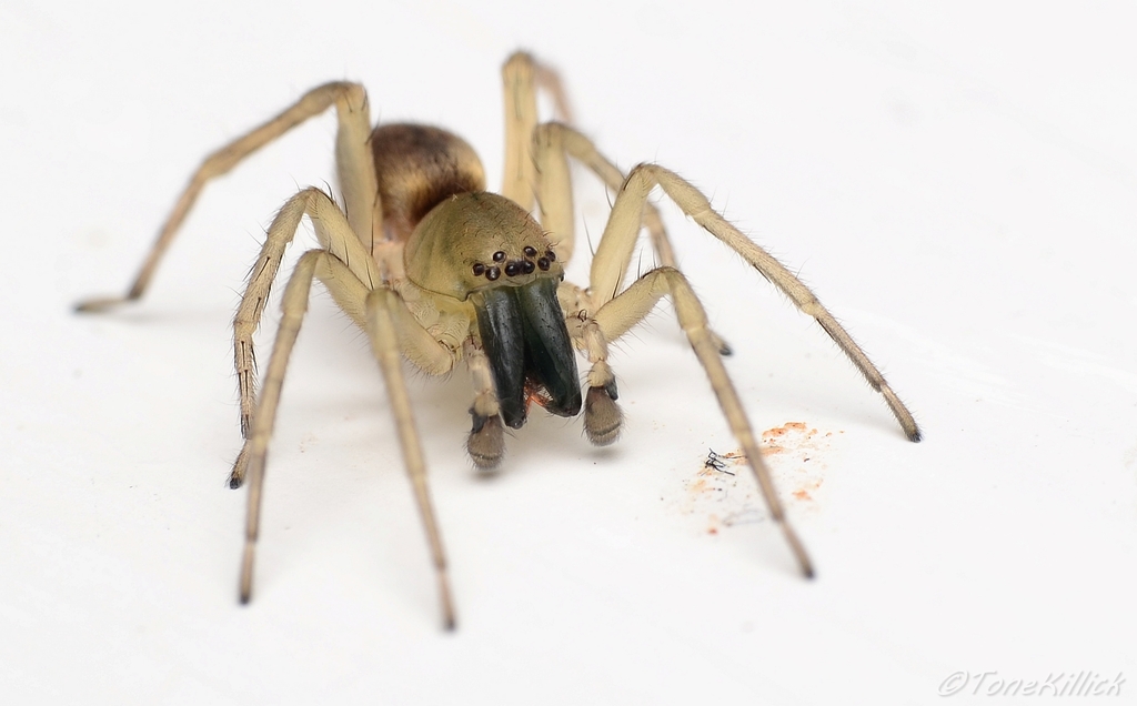 Clubiona lutescens