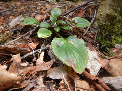 Rugelia nudicaulis