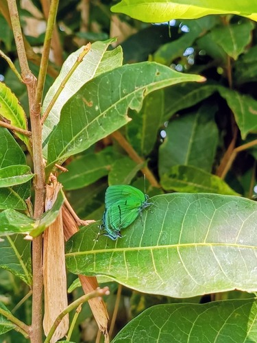 Deep-green Hairstreak