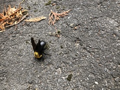 Xylocopa appendiculata circumvolans