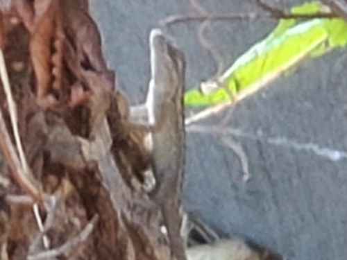 Texas Spiny Lizard