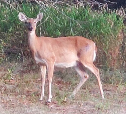 White-tailed Deer