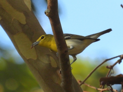 Yellow-throated Vireo