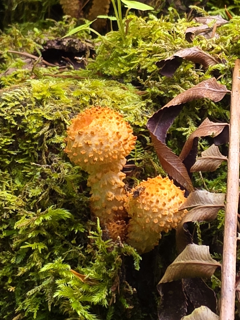 Sharp-scaly Pholiota · September 2026 · photo: Photo: (c) Vitaliy Maslyanchuk, some rights reserved (CC BY) · iNaturalist