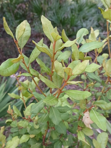 Lyonia ferruginea, photograph 4