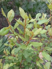 (c) xanderferret, some rights reserved (CC BY) Lyonia ferruginea, photograph (c) xanderferret, some rights reserved (CC BY)