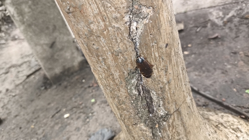 Surinam Cockroach
