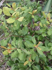 (c) xanderferret, some rights reserved (CC BY) Lyonia ferruginea, photograph (c) xanderferret, some rights reserved (CC BY)