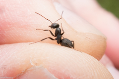 Formica argentea