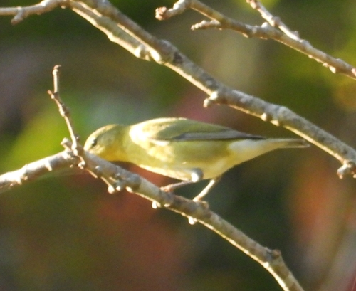 Tennessee Warbler