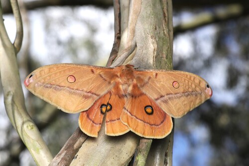 Helena Gum Moth