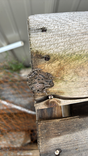Pacific chorus frog