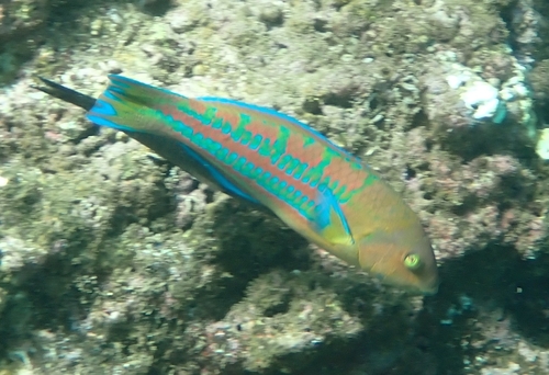 Thalassoma trilobatum, 2026-09-14