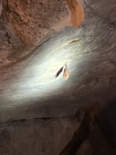 Hipposideros diadema observed 2026-09-16