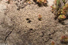 Monomorium ergatogyna