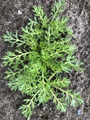 Matricaria