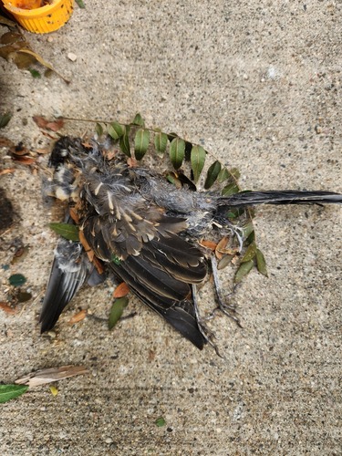 American Robin