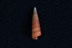 Seila crocea