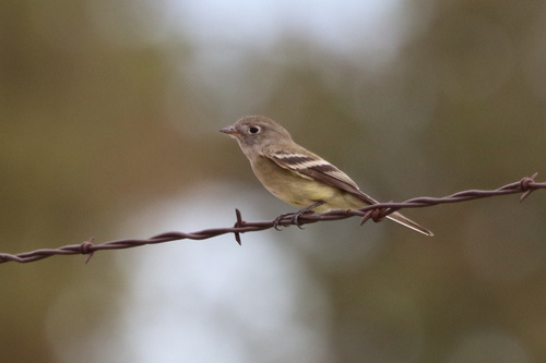 Hammond's Flycatcher