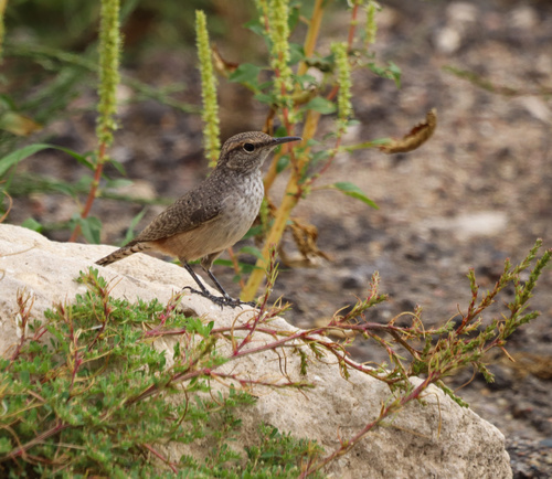 Rock Wren