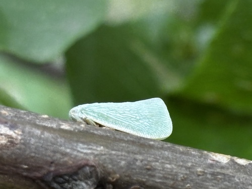 Northern Flatid Planthopper