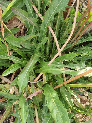 Taraxacum mongolicum, photograph 3