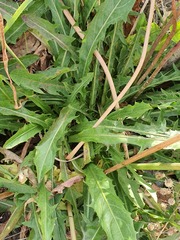 (c) Urgamal Magsar, some rights reserved (CC BY) Taraxacum mongolicum, photograph (c) Urgamal Magsar, some rights reserved (CC BY)