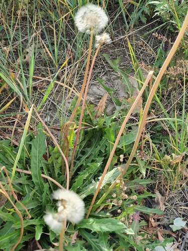 Taraxacum mongolicum, photograph 2