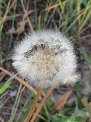Taraxacum mongolicum