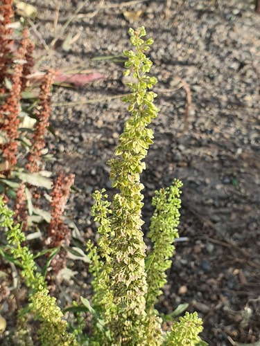 Rumex stenophyllus