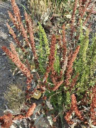 Rumex stenophyllus, photograph 2