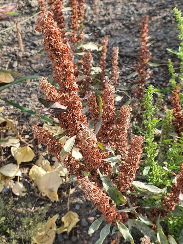 Rumex stenophyllus, photograph 3