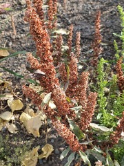 Rumex stenophyllus, photograph (c) Urgamal Magsar, some rights reserved (CC BY)