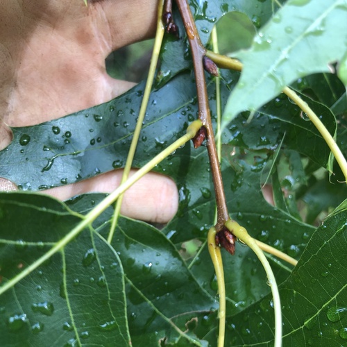 Quercus coccinea, photograph 5