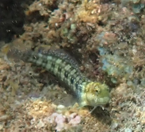 Blenniella gibbifrons observed 2026-09-14