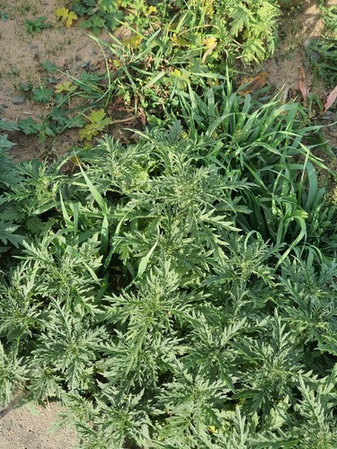 Urtica cannabina, photograph 5