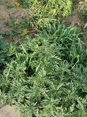 Urtica cannabina, photograph (c) Urgamal Magsar, some rights reserved (CC BY)