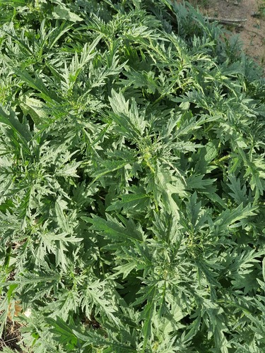 Urtica cannabina, photograph 4