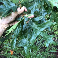 Quercus coccinea, photograph (c) Andrew Conboy, some rights reserved (CC BY)