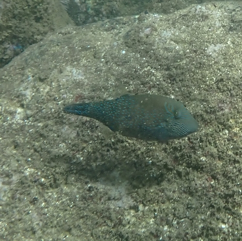 Canthigaster observed 2026-09-14