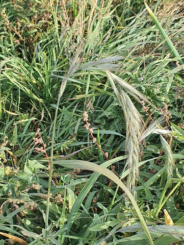 Elymus sibiricus, photograph 4
