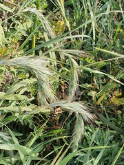 Elymus sibiricus, photograph (c) Urgamal Magsar, some rights reserved (CC BY)