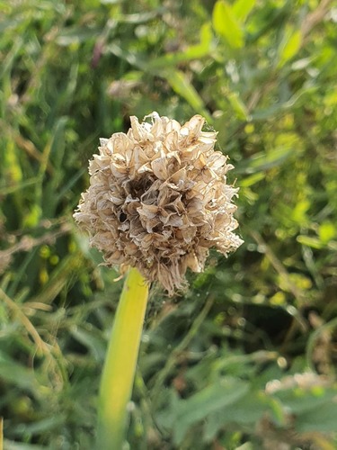 Allium altaicum, photograph 2