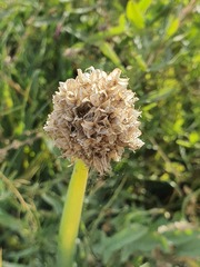 Allium altaicum, photograph (c) Urgamal Magsar, some rights reserved (CC BY)