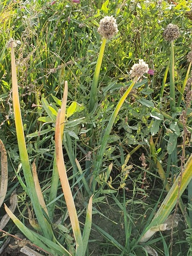Allium altaicum, photograph 3