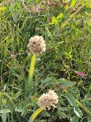 Allium altaicum, photograph (c) Urgamal Magsar, some rights reserved (CC BY)