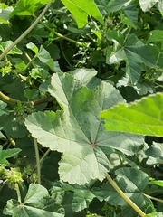 (c) Urgamal Magsar, some rights reserved (CC BY) Malva verticillata, photograph (c) Urgamal Magsar, some rights reserved (CC BY)