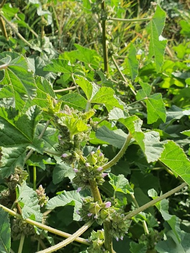 Malva verticillata, photograph 6