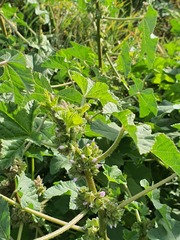 Malva verticillata, photograph (c) Urgamal Magsar, some rights reserved (CC BY)