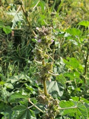 (c) Urgamal Magsar, some rights reserved (CC BY) Malva verticillata, photograph (c) Urgamal Magsar, some rights reserved (CC BY)